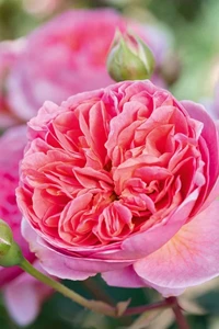 Rozen