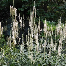 Actaea racemosa P9