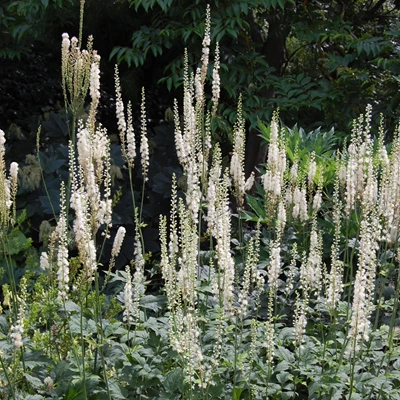 Actaea racemosa P9