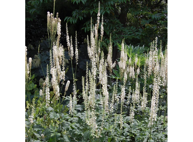 Actaea racemosa P9