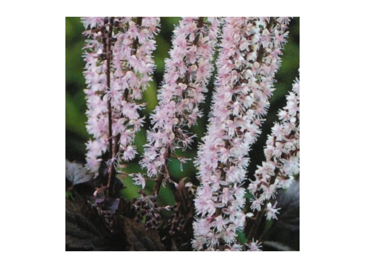 Actaea simp. 'Pink Spike' P9