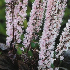 Actaea simp. 'Pink Spike' P9