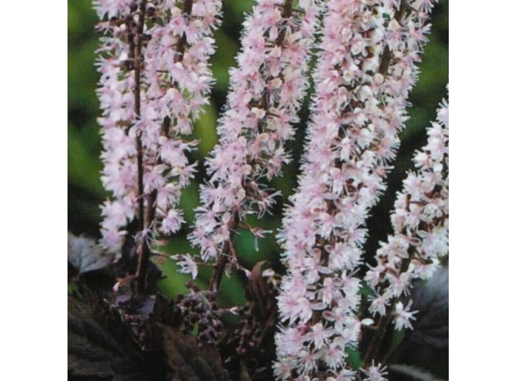 Actaea simp. 'Pink Spike' P9