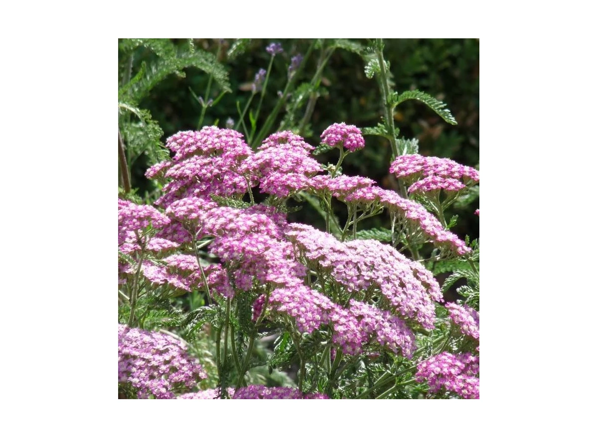 Achillea m. 'Apfelblüte' P9