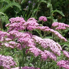 Achillea m. 'Apfelblüte' P9