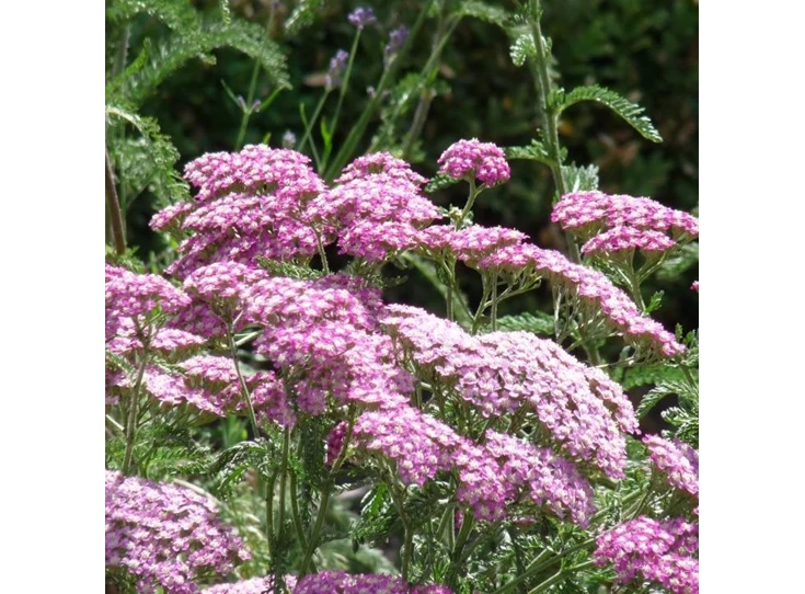 Achillea m. 'Apfelblüte' P9
