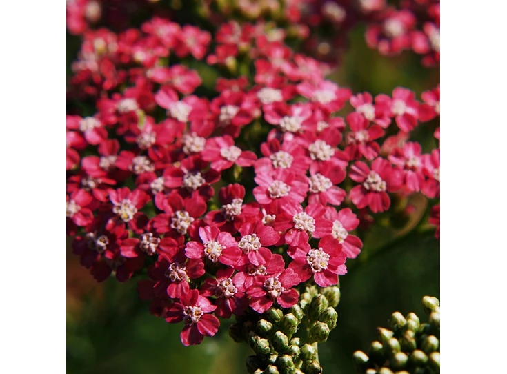 Achillea m. 'Summerwine' P9