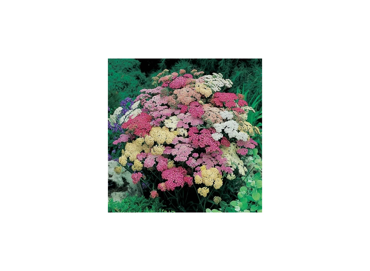 Achillea 'Summer Pastels' P9