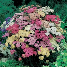 Achillea 'Summer Pastels' P9
