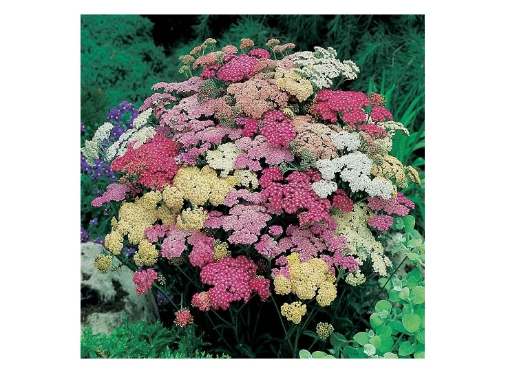 Achillea 'Summer Pastels' P9