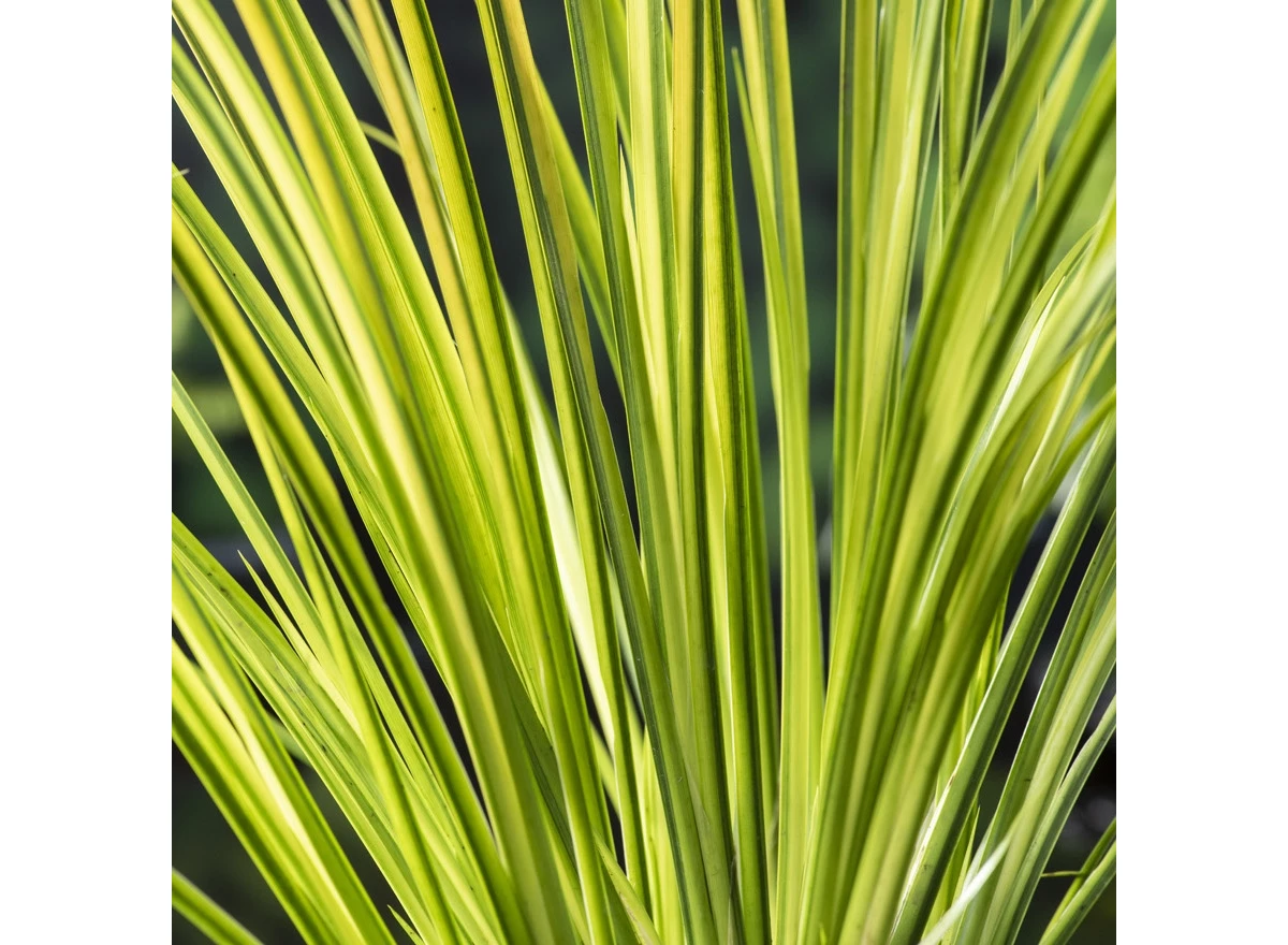 Acorus gramineus 'Ogon' P9