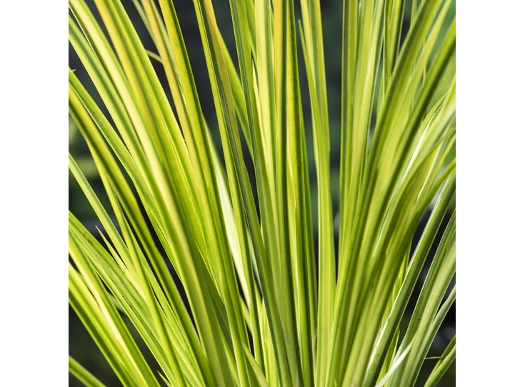 Acorus gramineus 'Ogon' P9