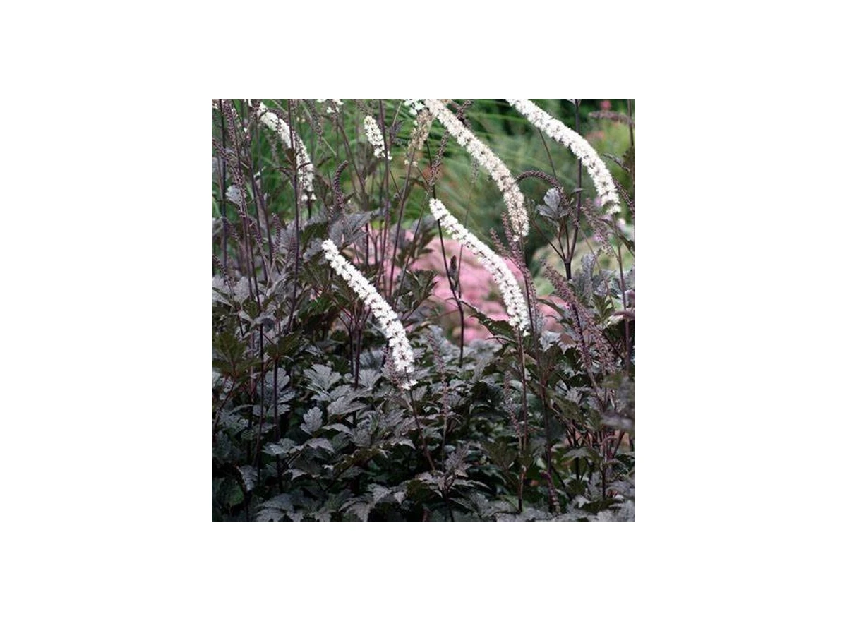 Actaea 'Chocoholic' P9