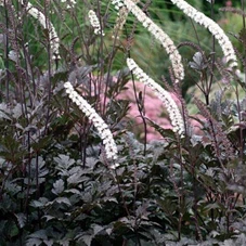 Actaea 'Chocoholic' P9