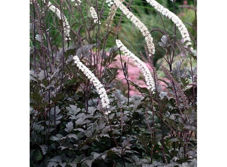 Actaea 'Chocoholic' P9