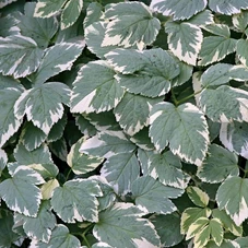 Aegopodium podagraria 'Variegatum' P9
