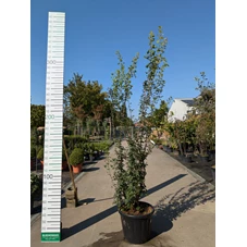 69283.jpg