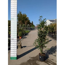 69284.jpg