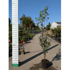 69285.jpg