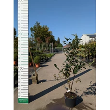 69286.jpg