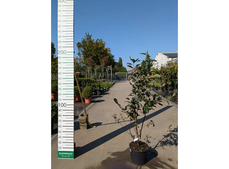69286.jpg