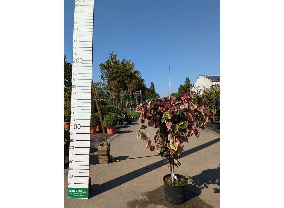 69288.jpg