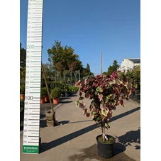 69288.jpg