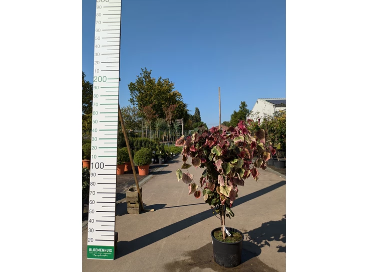 69288.jpg