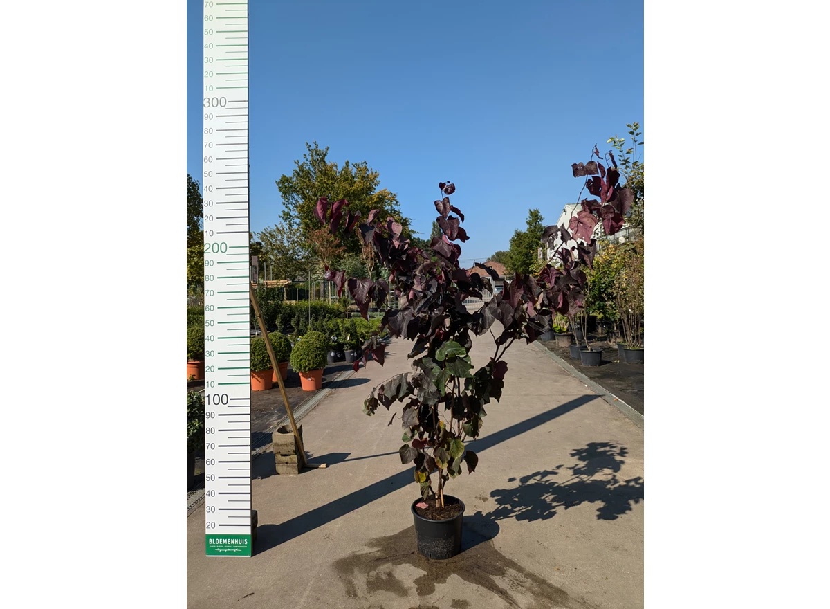 69290.jpg