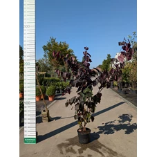 69290.jpg