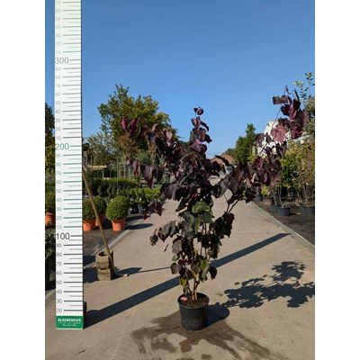 69290.jpg