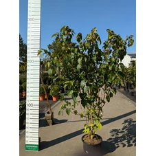 69293.jpg