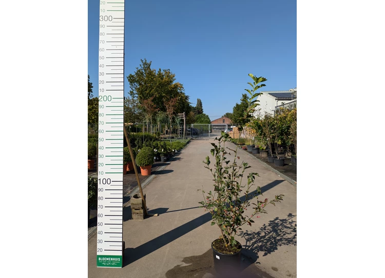 69299.jpg