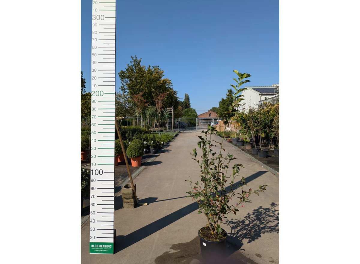 69299.jpg