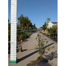 69299.jpg
