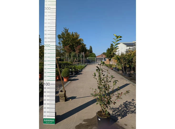 69299.jpg