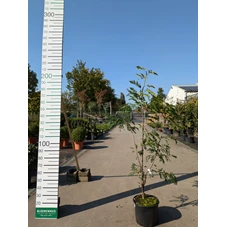 69301.jpg