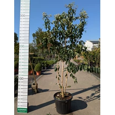 69303.jpg