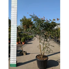 69307.jpg