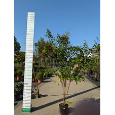 69308.jpg
