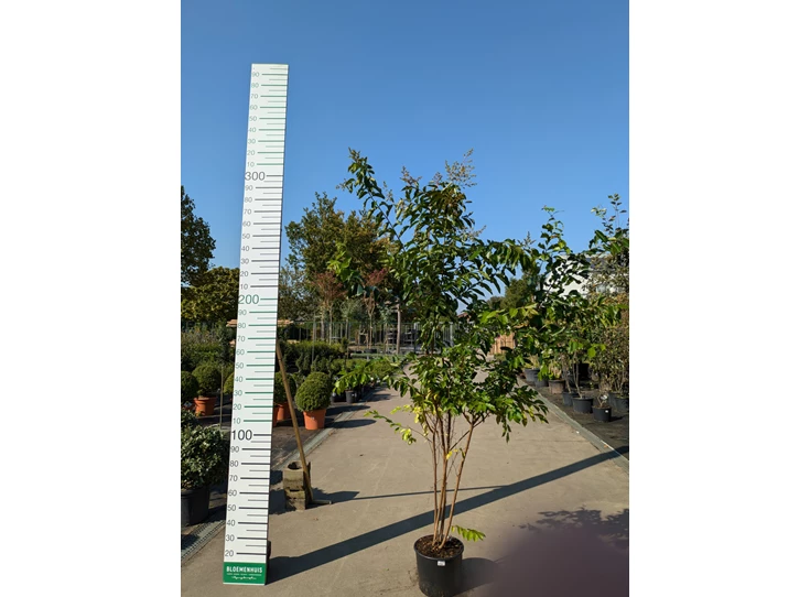 69308.jpg