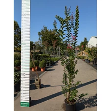 69310.jpg