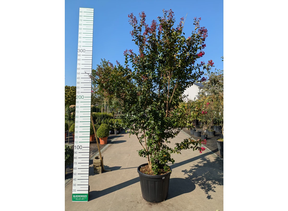 69313.jpg