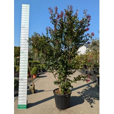 69313.jpg