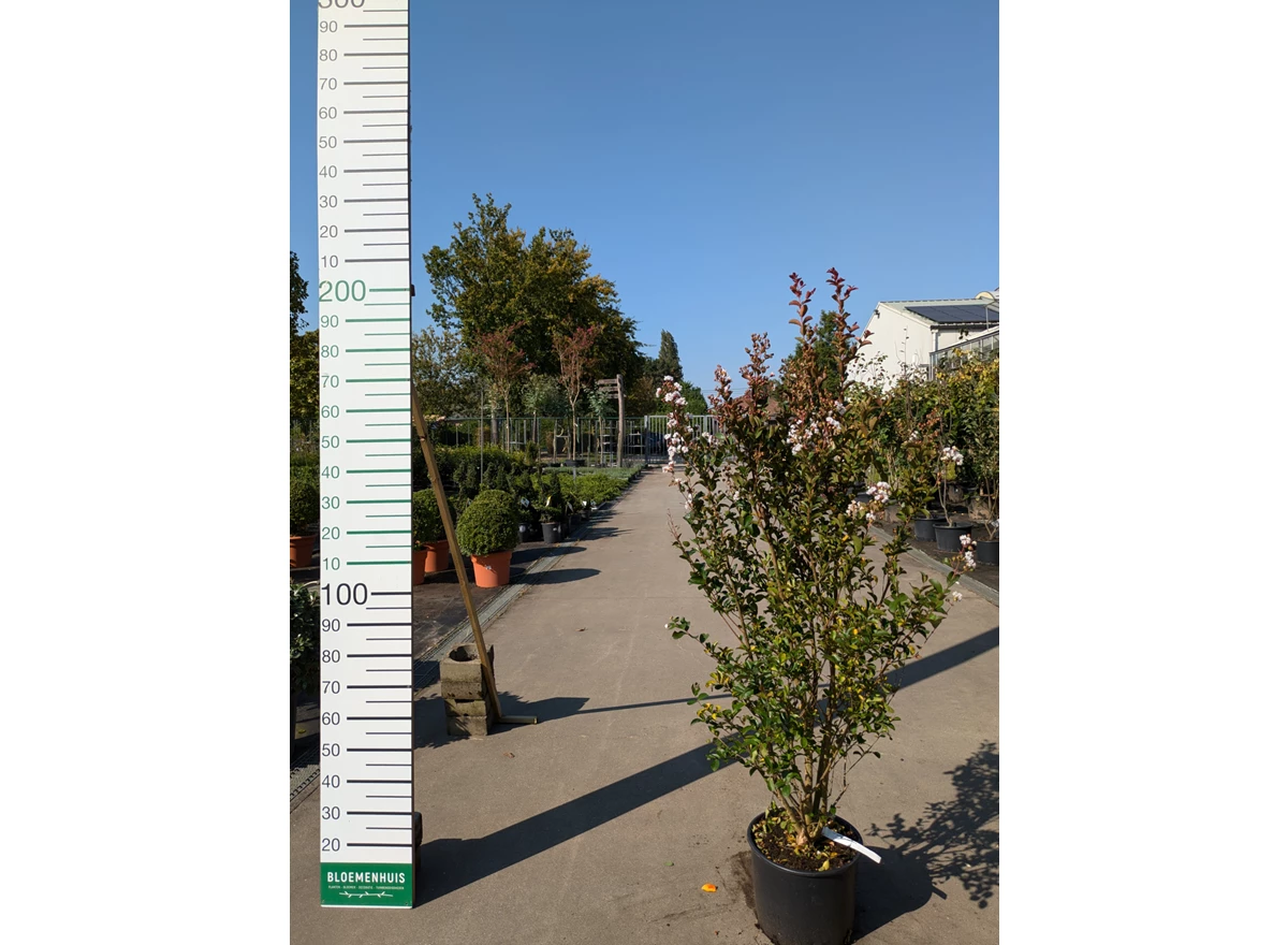 69314.jpg