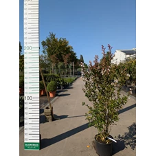 69314.jpg