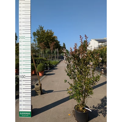 69314.jpg