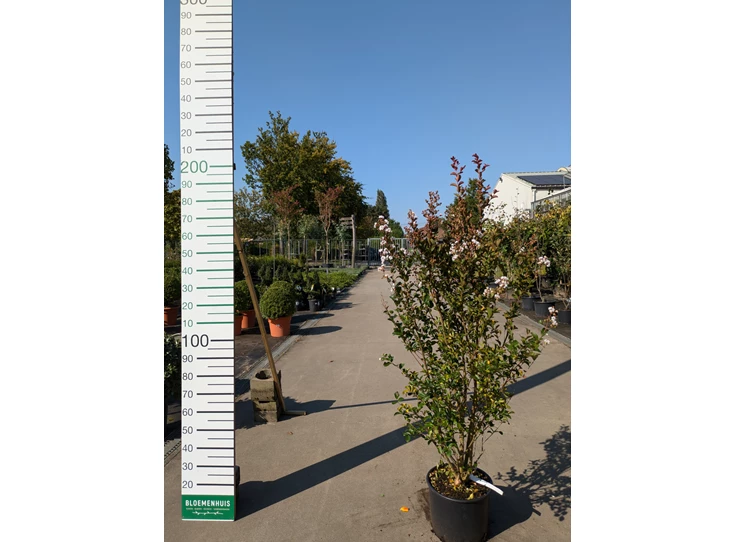 69314.jpg