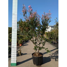 69315.jpg