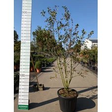 69316.jpg